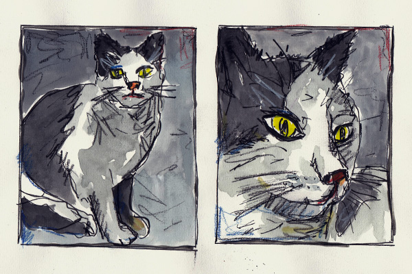 Katze Säm